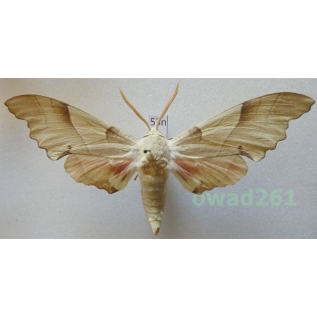 Marumba quercus (Denis & Schiffermüller, 1775) male Slovakia53n